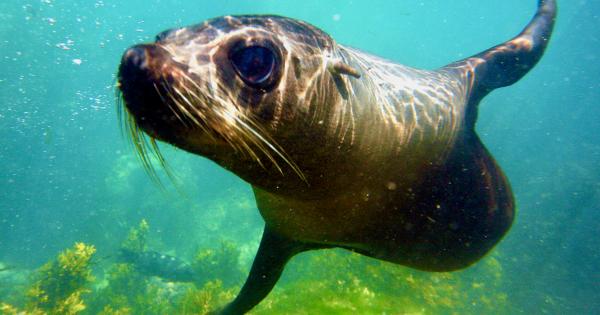 Swim with seals in Kaikōura | AA New Zealand