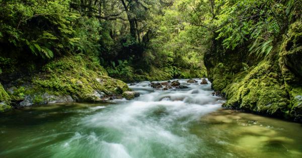 Explore the primordial bush in Whirinaki Forest Park | AA New Zealand