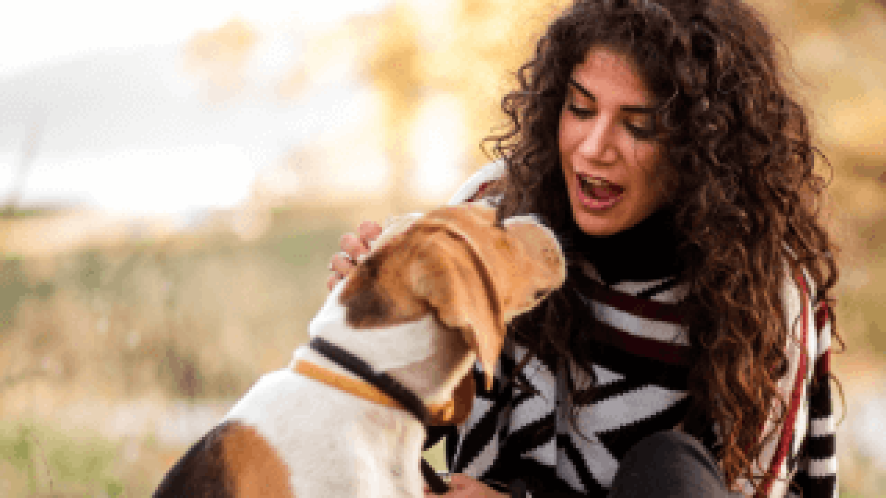 Dog Insurance. Woof! | AA New Zealand