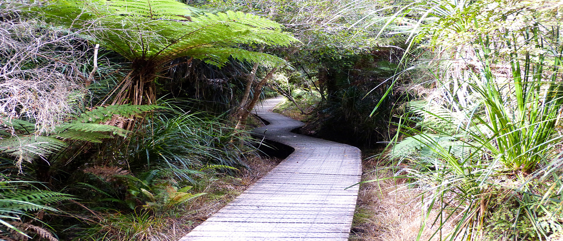 Walks north of Haast township