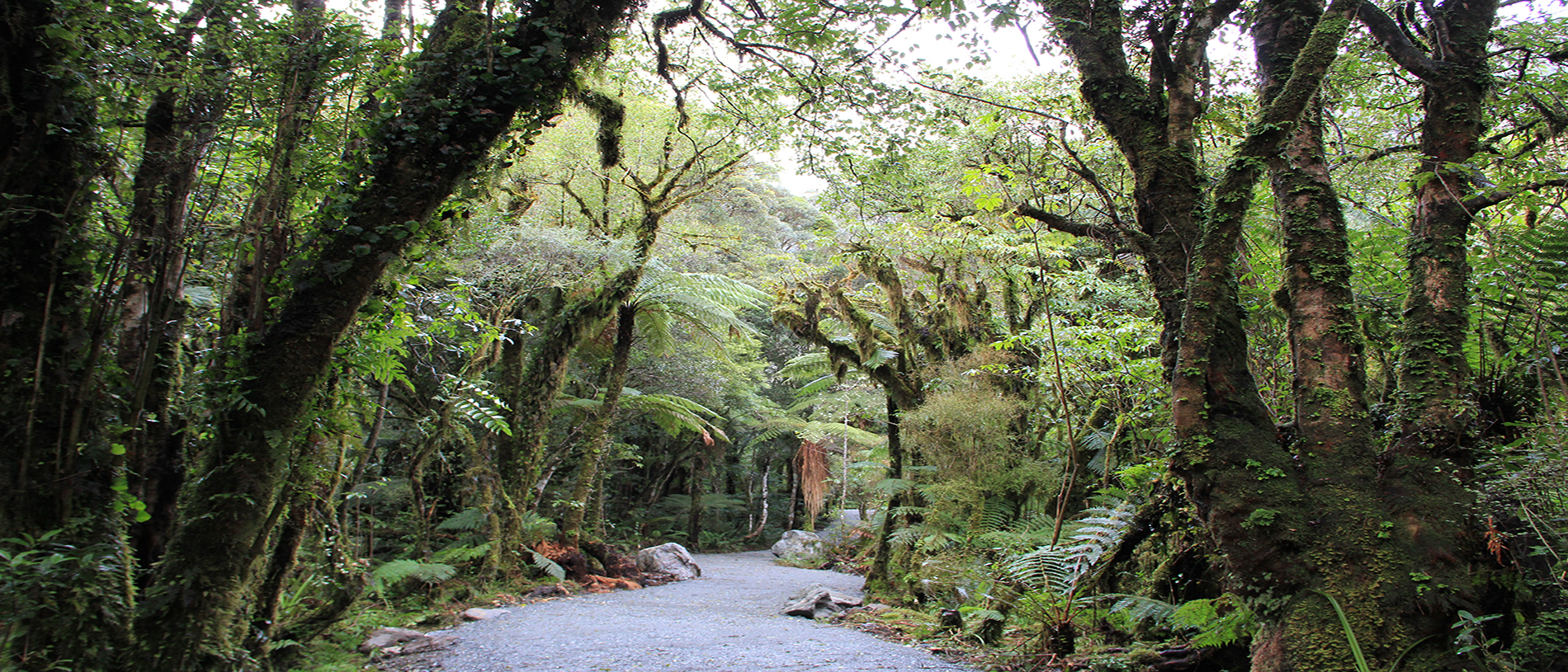 Te Ara a Waiau Walkway/Cycleway