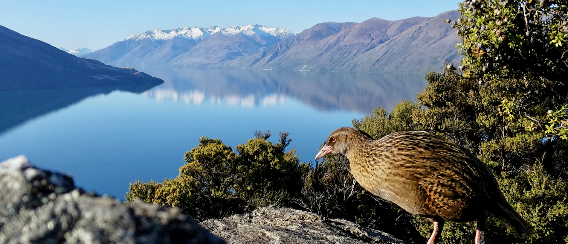 Visit a lake on an island in a lake in Wānaka