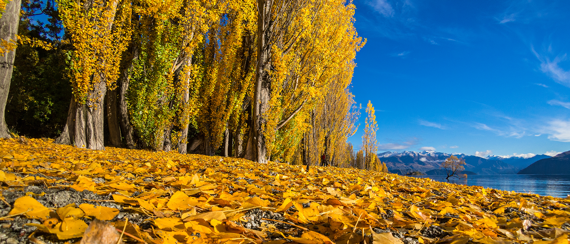 Wānaka: kicking the autumn leaves