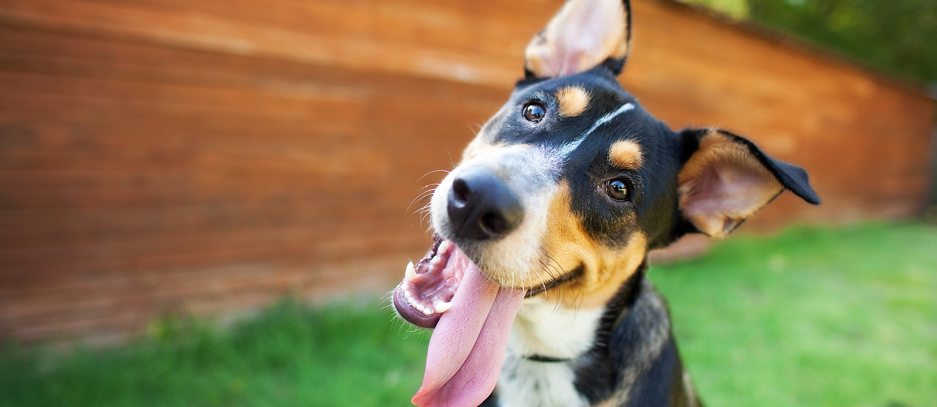 A cute dog smiling at the camera