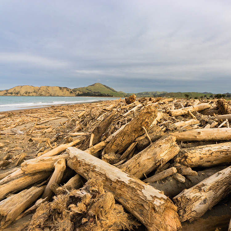 Post-cyclone forestry slash in Tolaga Bay.