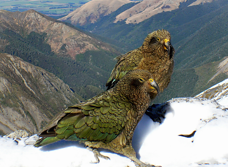 Aoraki Mount Cook Kea