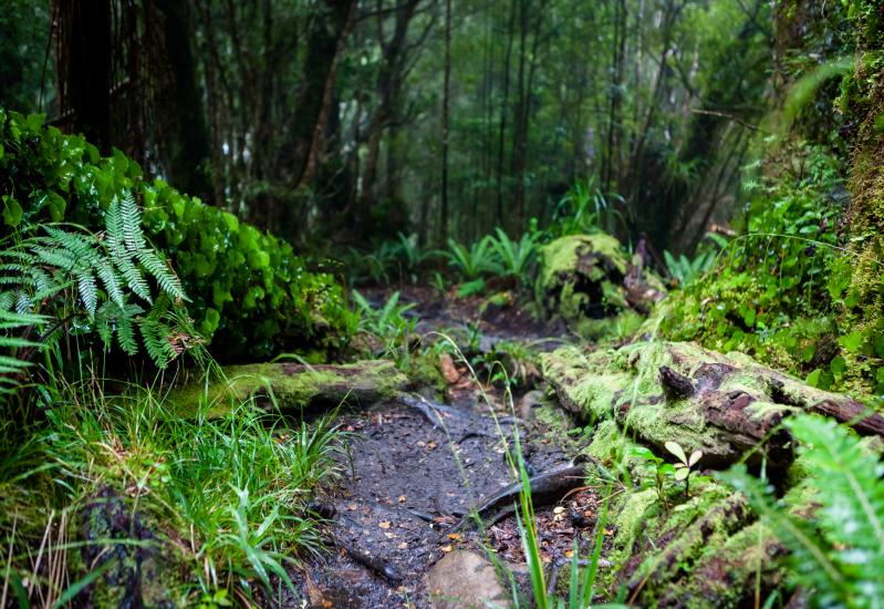 Even on today’s tramping tracks, you get a feel for the density of the bush.
